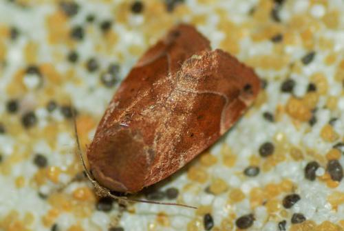 Réf. 234 902 : Cosmia affinis